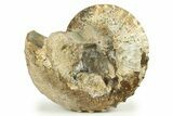 Iridescent Hoploscaphites Ammonite Fossil - South Dakota #270091-3